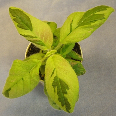 warszewiczii var.