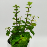 Bellonia spinosa