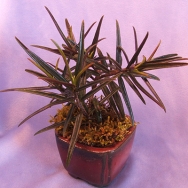 Col. linearis Purple Robe
