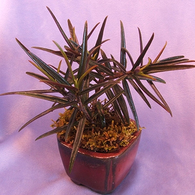 Col. linearis Purple Robe