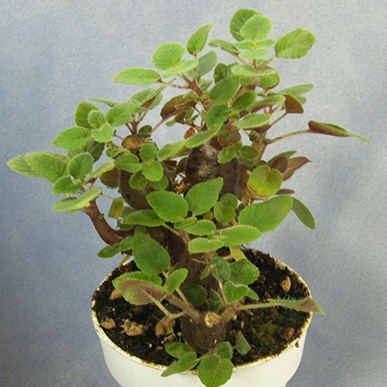 Streptocarpus thompsonii