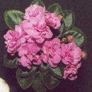 Rob's Twinkle Pink