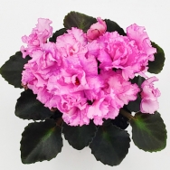Rosy Pink