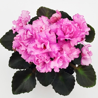 Rosy Pink