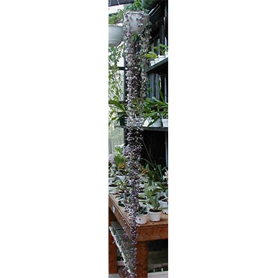 Ceropegia linearis variegata
