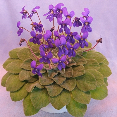 3 Petrocosmea