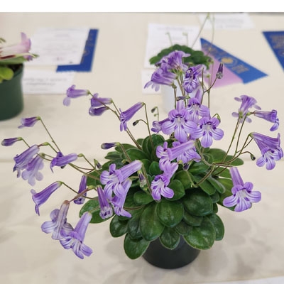 petrocosmeoides