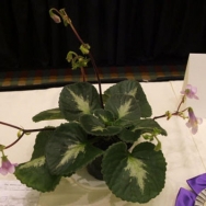 brassacoides Marble Leaf