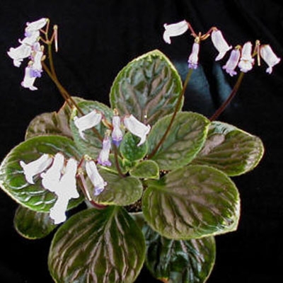 dryas latifolia dwarf
