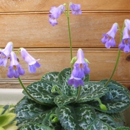 sinensis dwarf