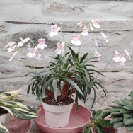 linearifolia (p)