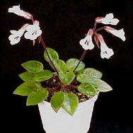 tamiana