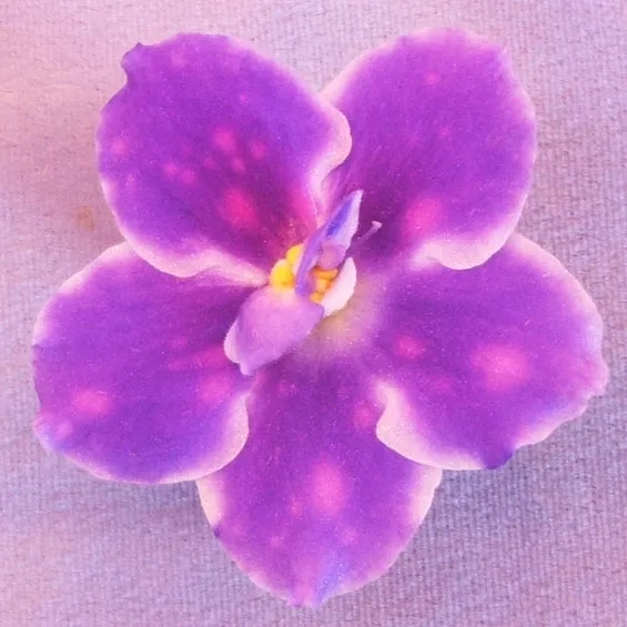 AE Lets Talk About Love