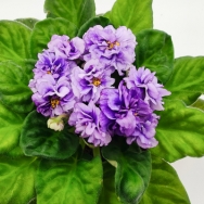 EK Black Pearl Sport