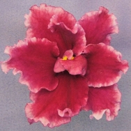 EK Ruby Moon