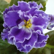 EK Sevastopol Waltz