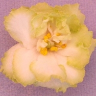 LE Beryl Frost