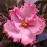 LE Frau Flora 