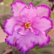 LE Lilliana