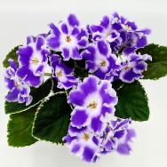 LE Surprise of Winter (sport)