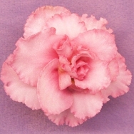LE Wine Rose
