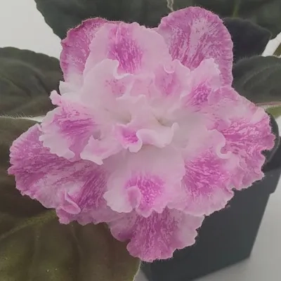 LE Marzipan Rose