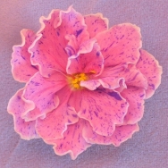 PT Natali 