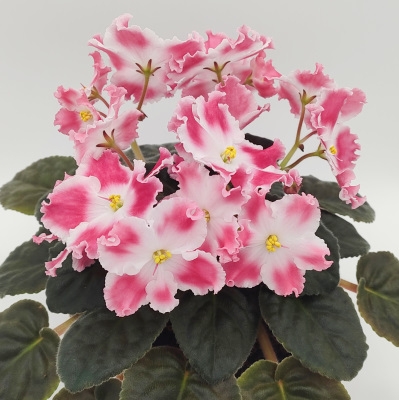 RM Fragrance of Summer