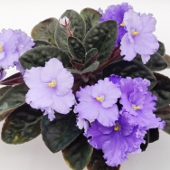 RM Transparent Ocean