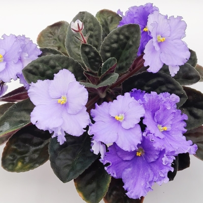 RM Transparent Ocean