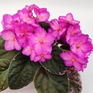 RS Dawn Glowing Skies