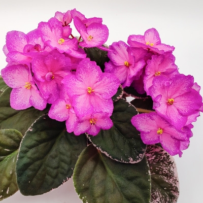 RS Dawn Glowing Skies 