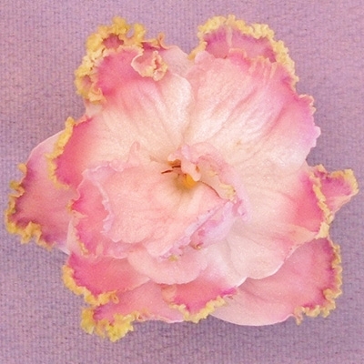 RS Golden Fleece 