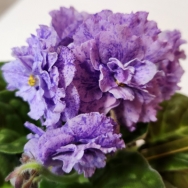 RS Potpourri 