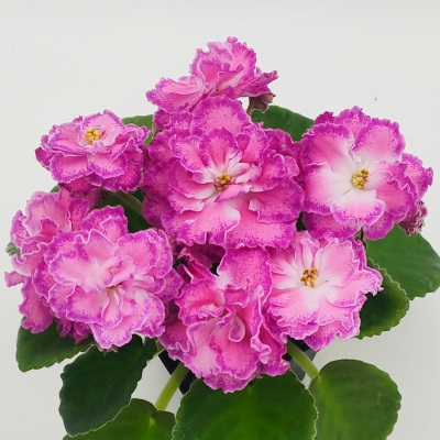 SM Olesia