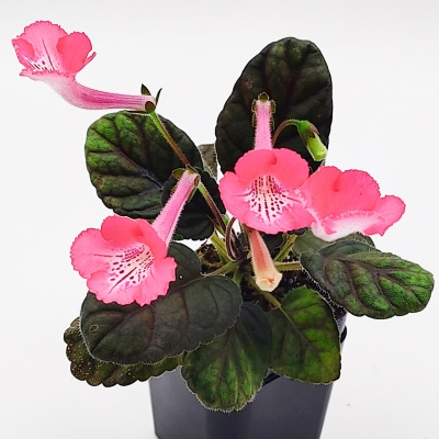 Sin. Nora's Cheerful Rose