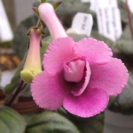 Sin. Ozark Something Special 