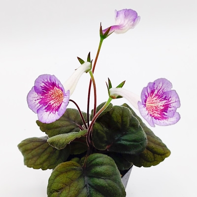 Sin. Ozark Blue Popcorn