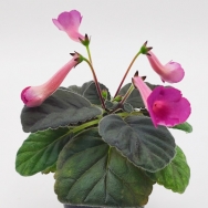 Sin. Ozark Rosy Cheeks