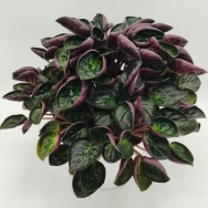 S mag occidentalis Mather #12