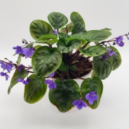 S nitida