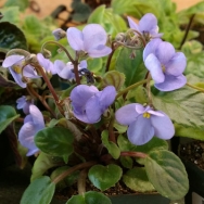 S rupicola lite