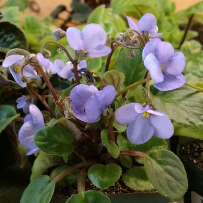 S rupicola lite