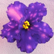 Ma's Cosmic Wonder