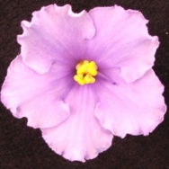 Ma's Midland Blue