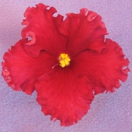 Ma's Red Bobbin 