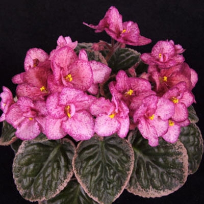 Buckeye Cherry Freckles