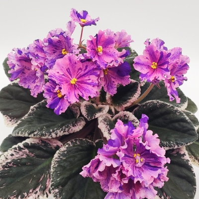 Buckeye Clowning Around