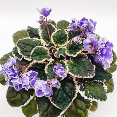 Buckeye Petty Larceny