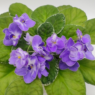 Cajun's Mystical Star